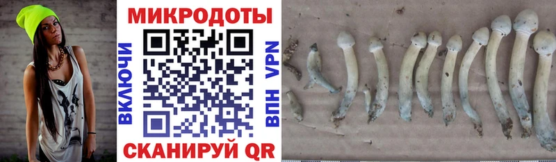 Галлюциногенные грибы Psilocybe Луховицы